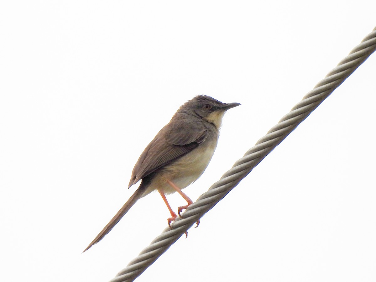 Jungle Prinia - ML620205238