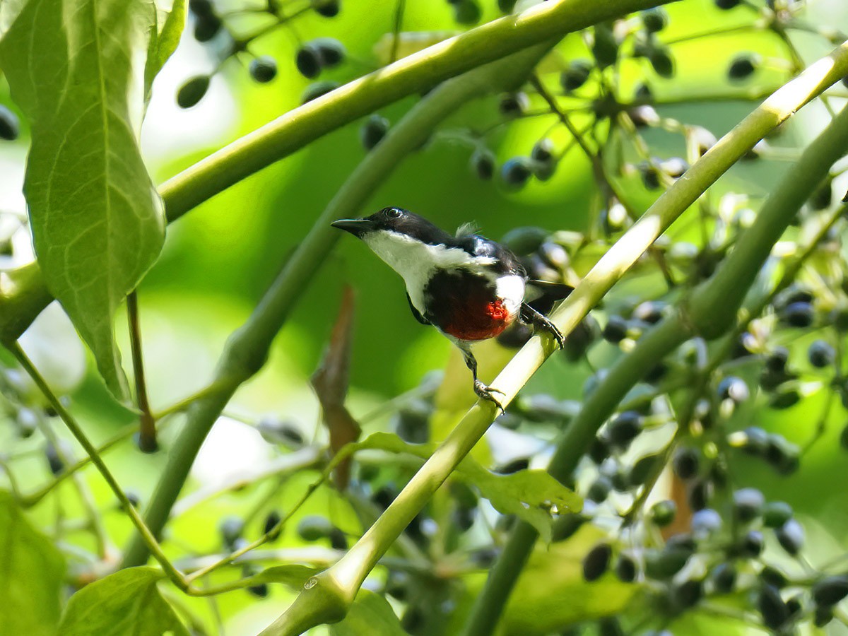 Black-belted Flowerpecker - ML620205254