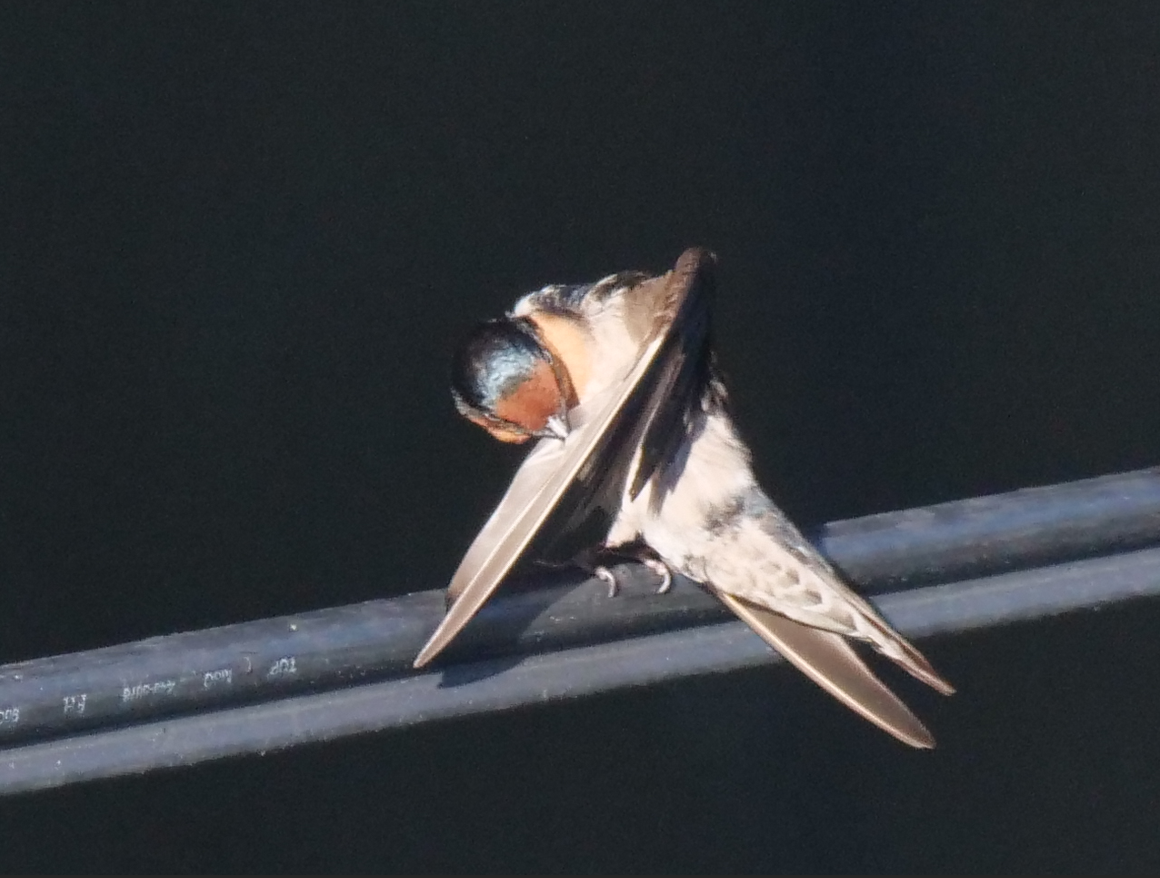 Pacific Swallow - ML620205268