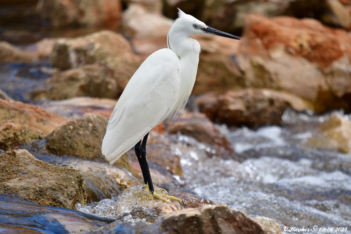 Little Egret - Carl  Hawker