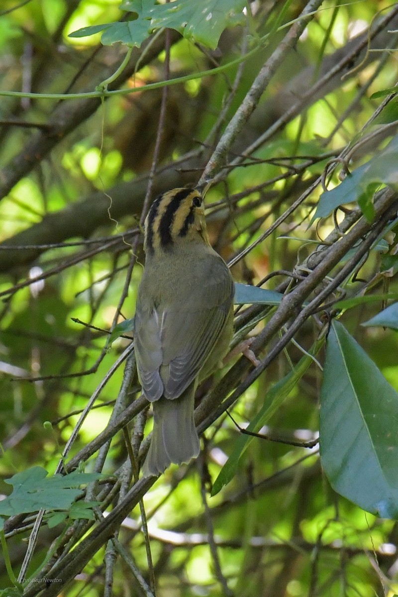 Worm-eating Warbler - ML620205274