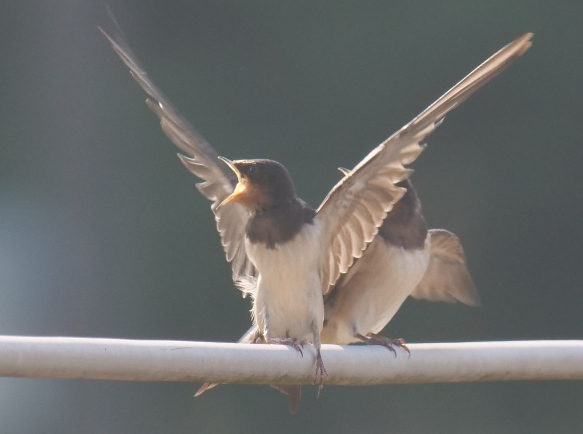 Golondrina Común (gutturalis/mandschurica) - ML620205278