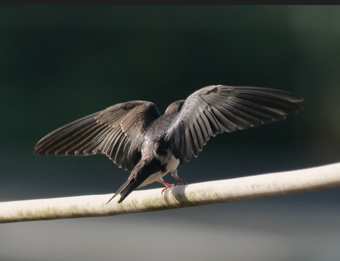 Barn Swallow (Buff-bellied) - ML620205279