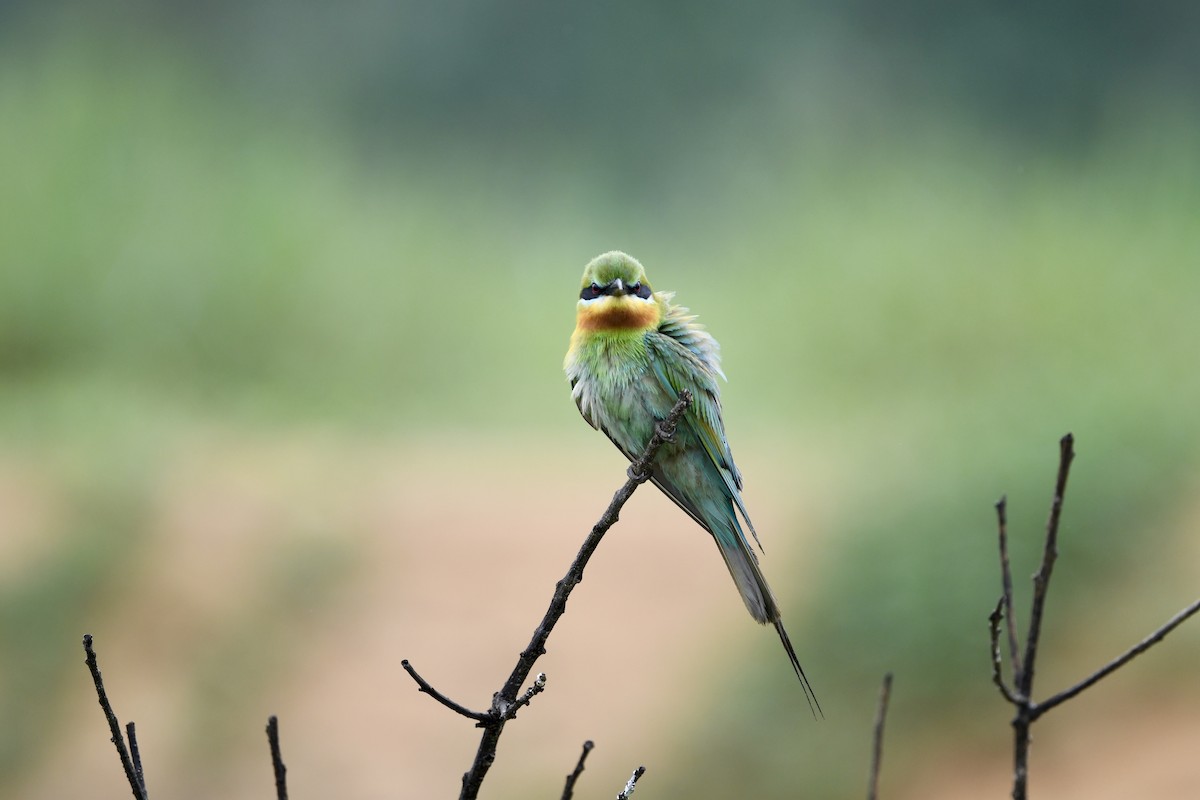 Blue-tailed Bee-eater - joseph leong