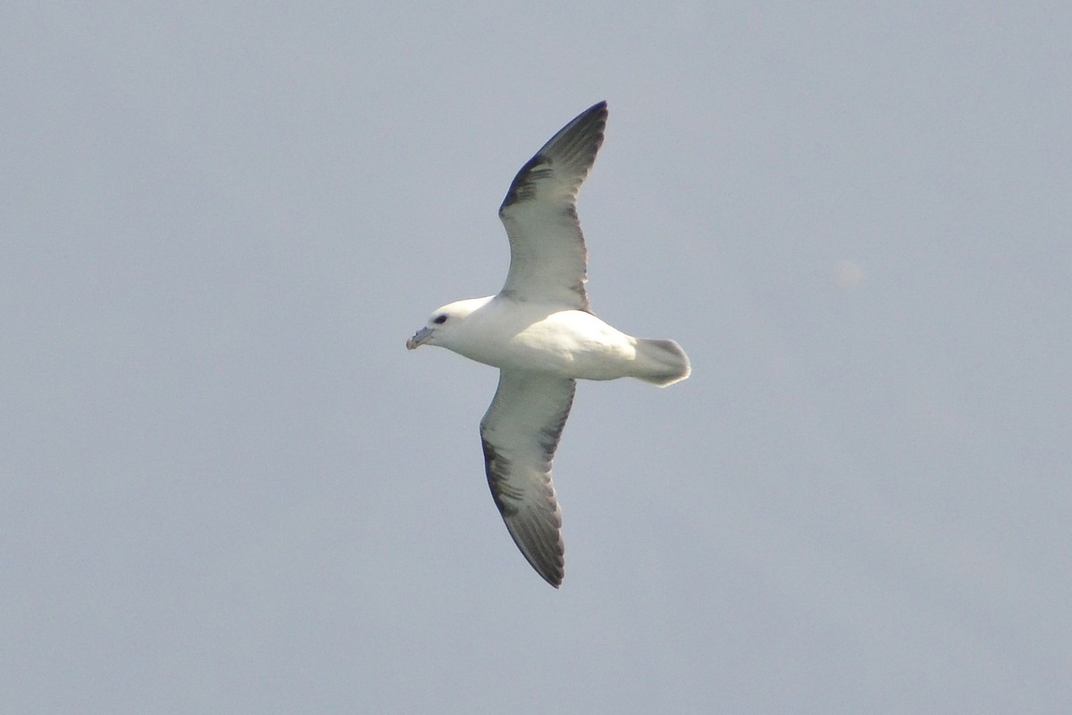 Northern Fulmar - ML620205290