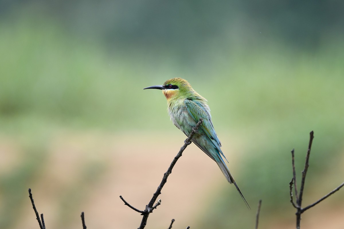 Blue-tailed Bee-eater - ML620205291