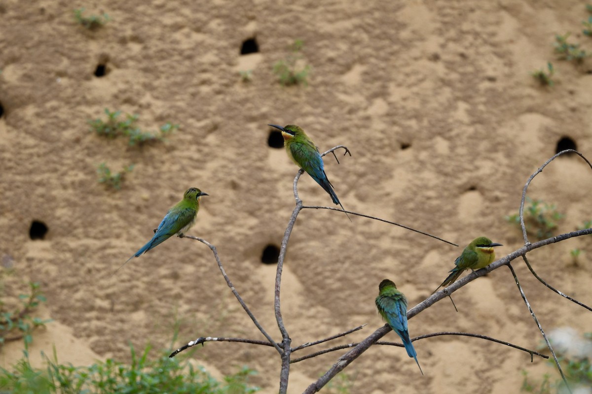 Blue-tailed Bee-eater - ML620205292