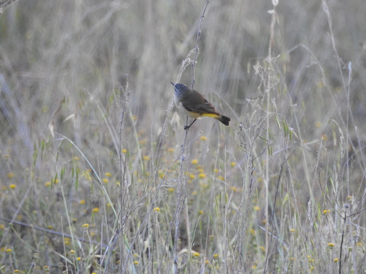 Yellow-rumped Thornbill - ML620205293