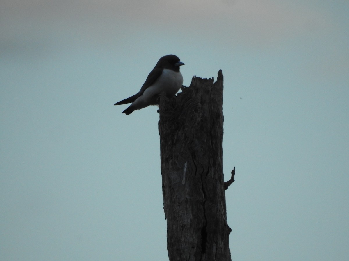 White-breasted Woodswallow - ML620205294