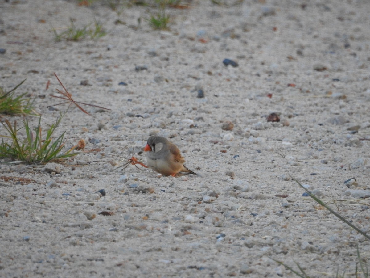 Zebra Finch - ML620205298