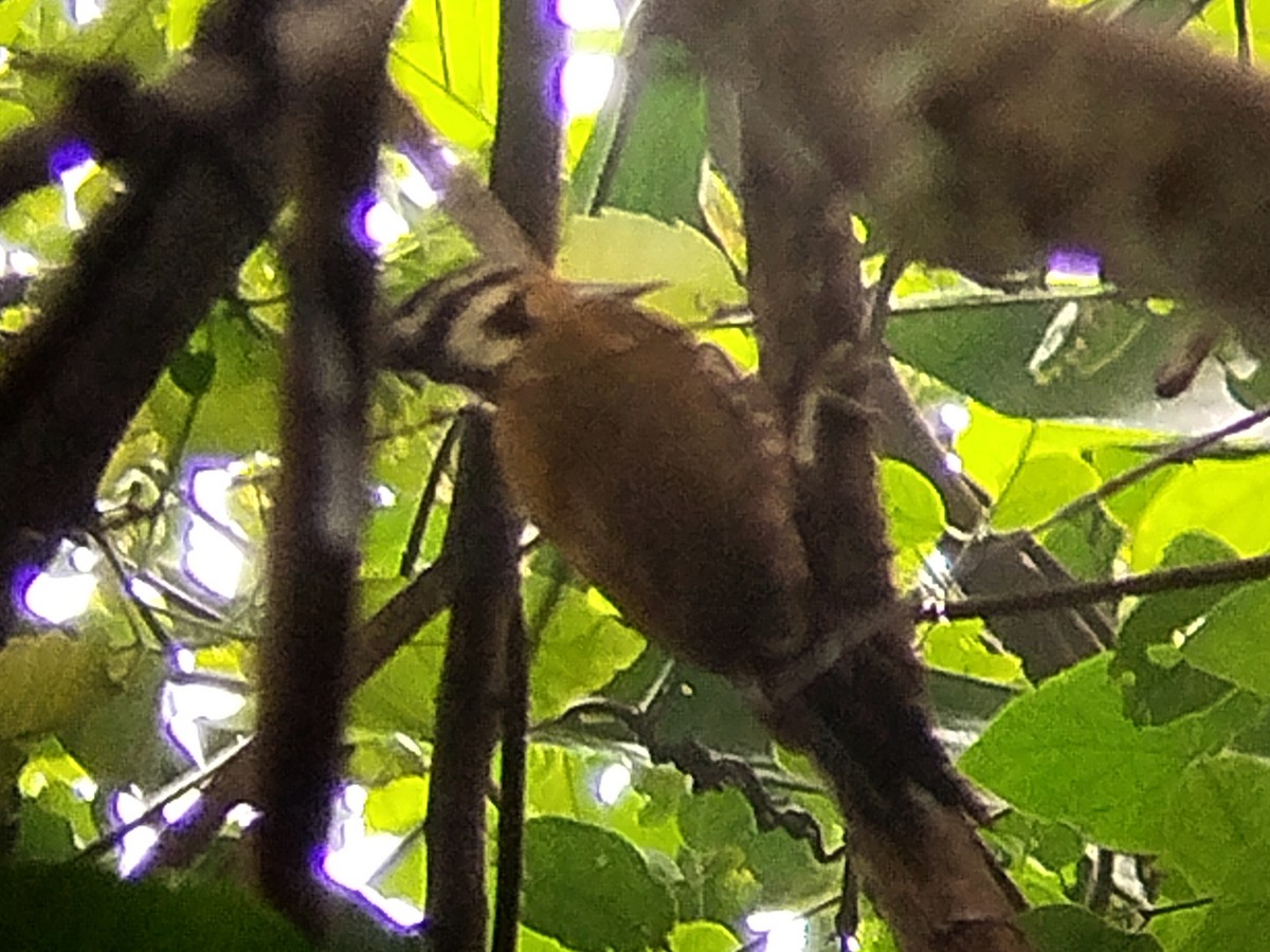 Olive-backed Woodpecker - ML620205311