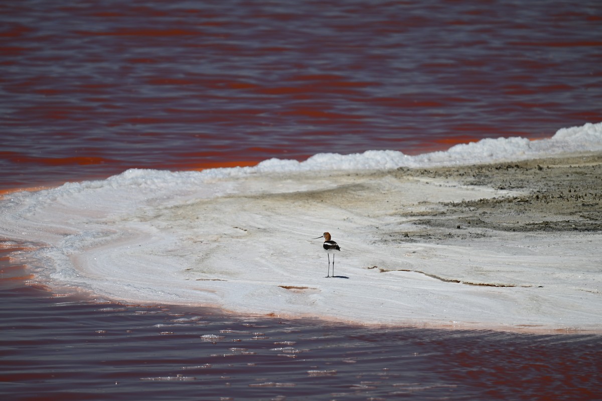 American Avocet - ML620205313