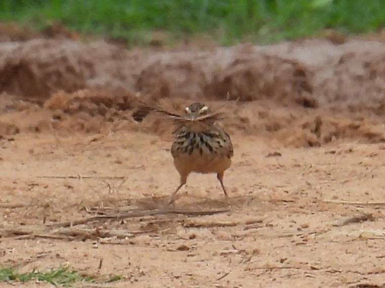 Indochinese Bushlark - ML620205323