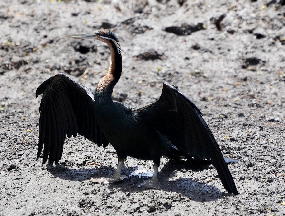 Anhinga d'Afrique - ML620205326