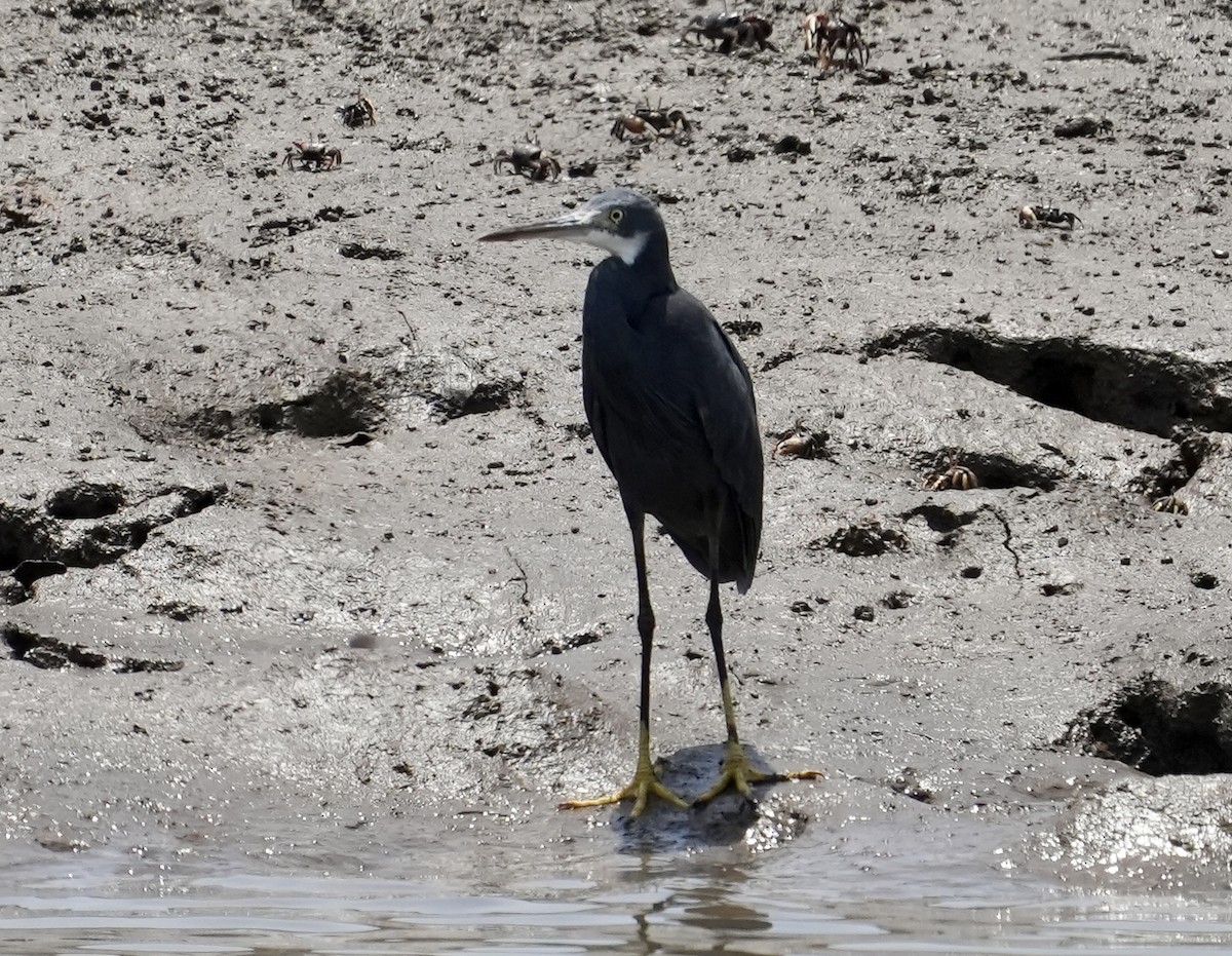 Western Reef-Heron - ML620205333