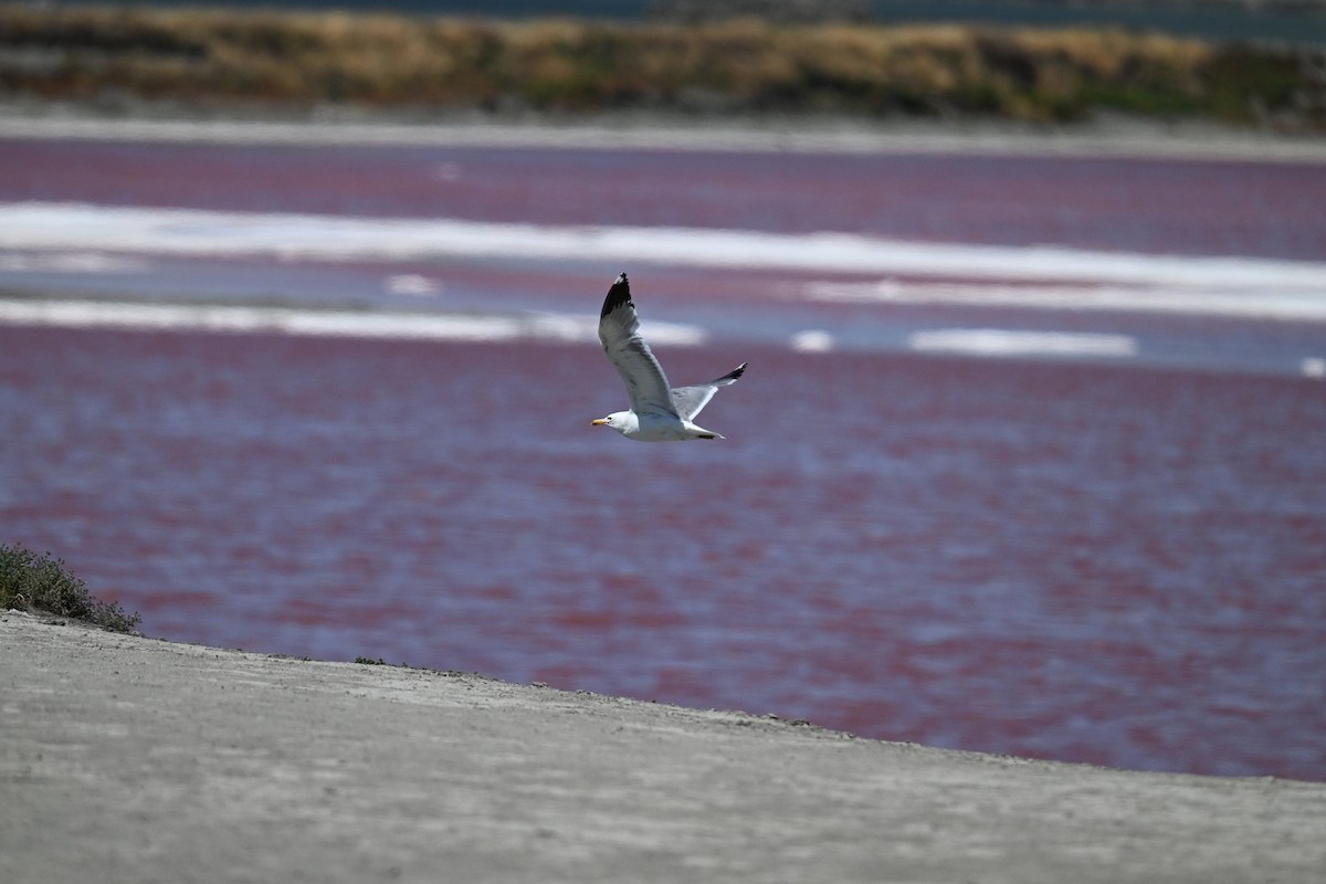 California Gull - ML620205336