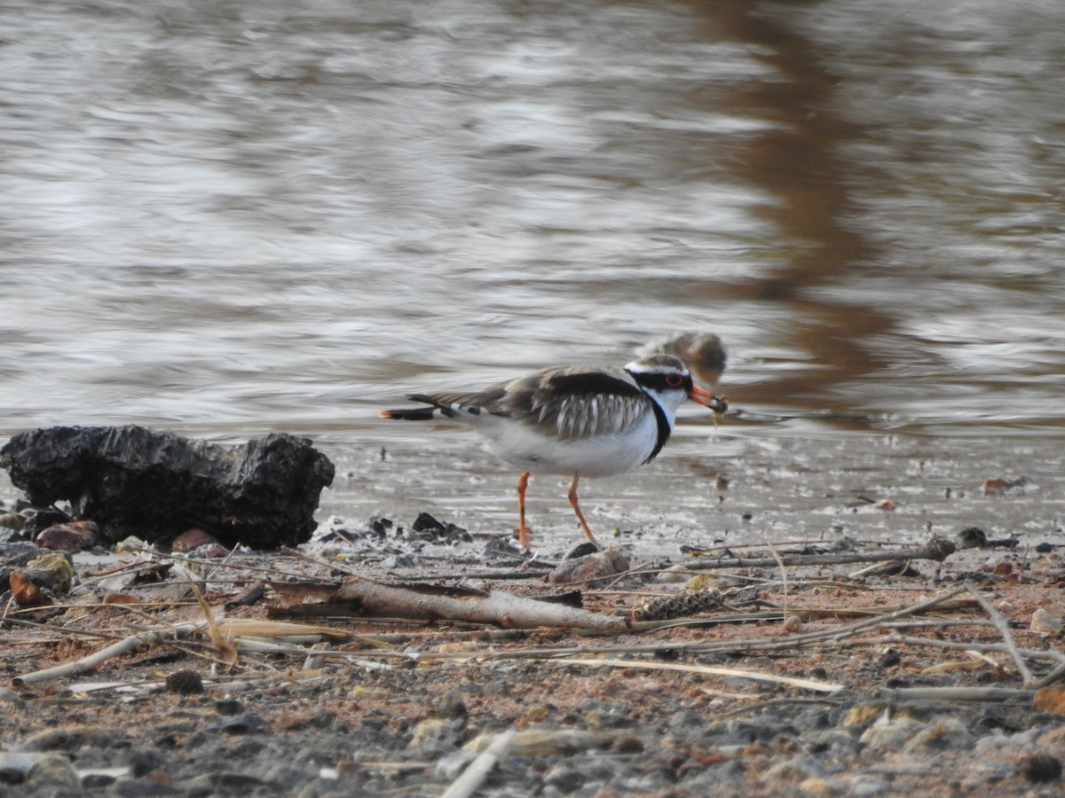 Black-fronted Dotterel - ML620205343