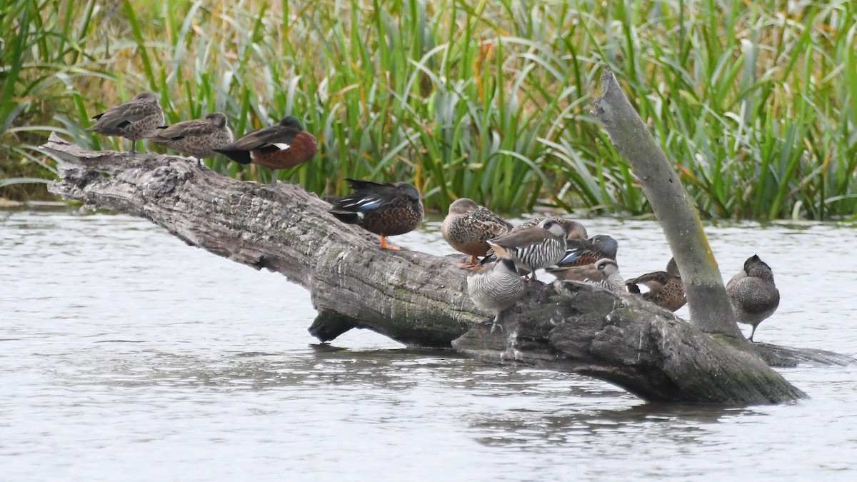 Freckled Duck - ML620205345