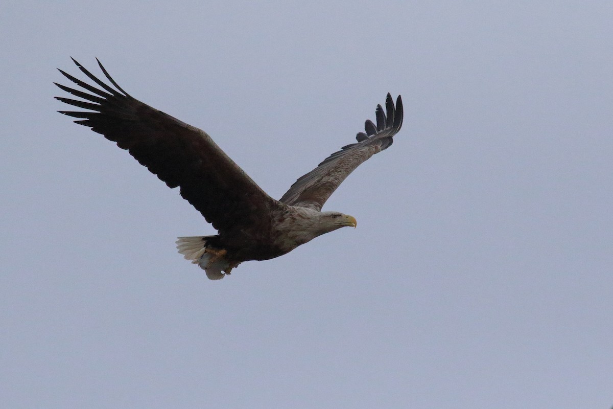 White-tailed Eagle - ML620205350