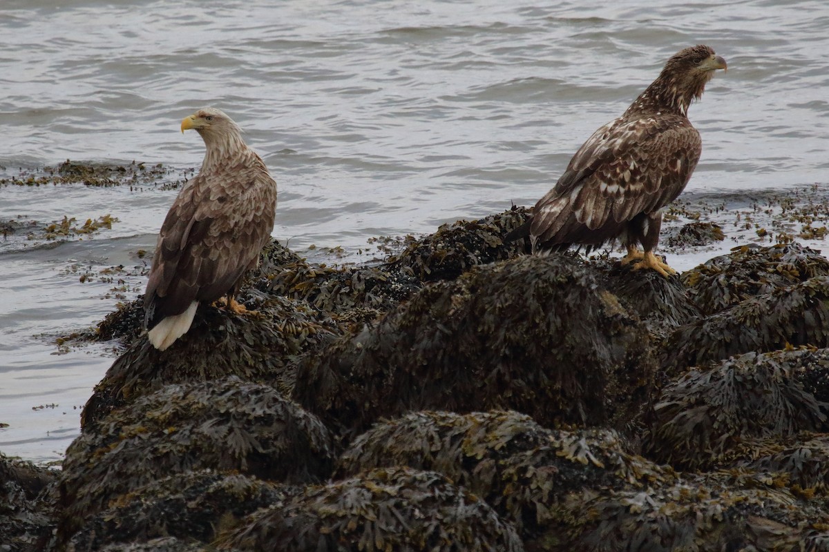 White-tailed Eagle - ML620205351