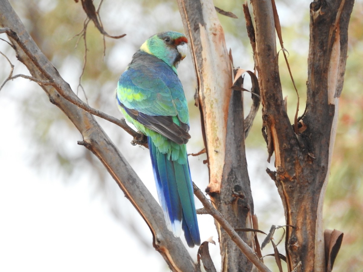 Perico de Port Lincoln - ML620205355