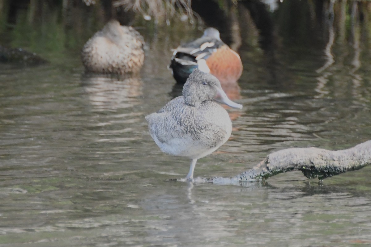 Freckled Duck - ML620205364