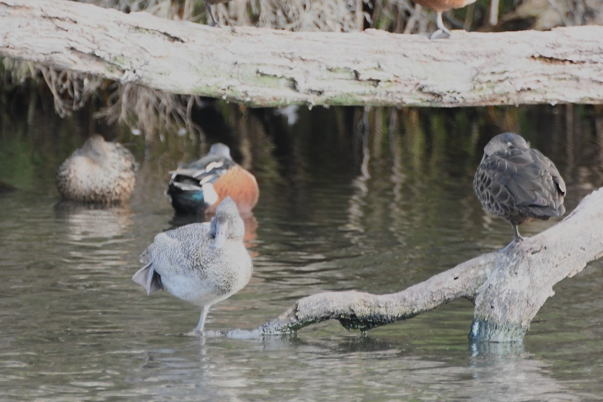 Freckled Duck - ML620205365