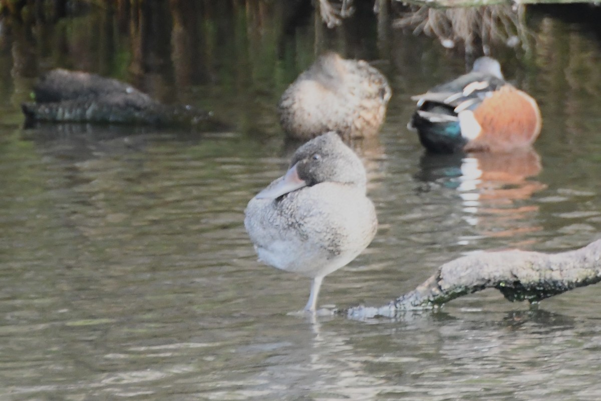 Freckled Duck - ML620205369