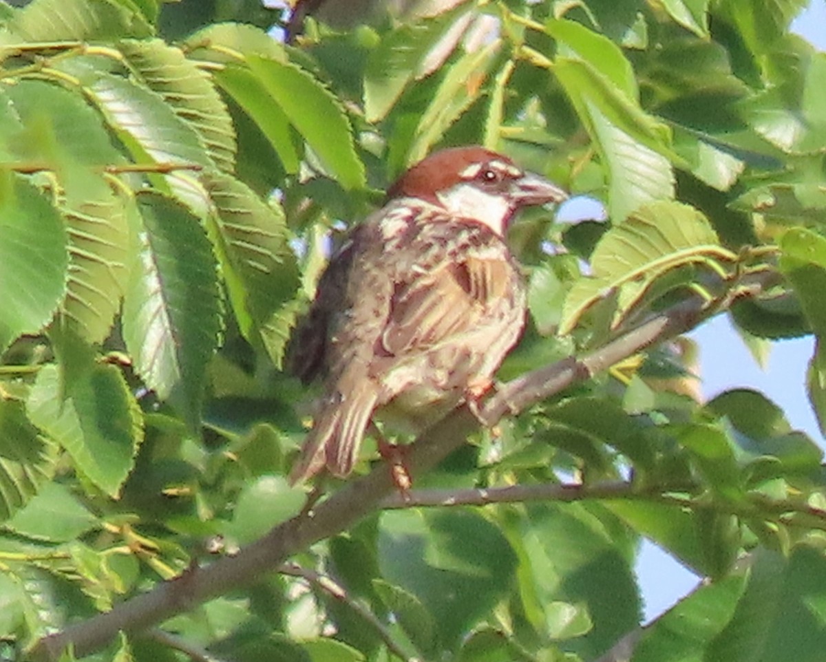 Spanish Sparrow - ML620205376