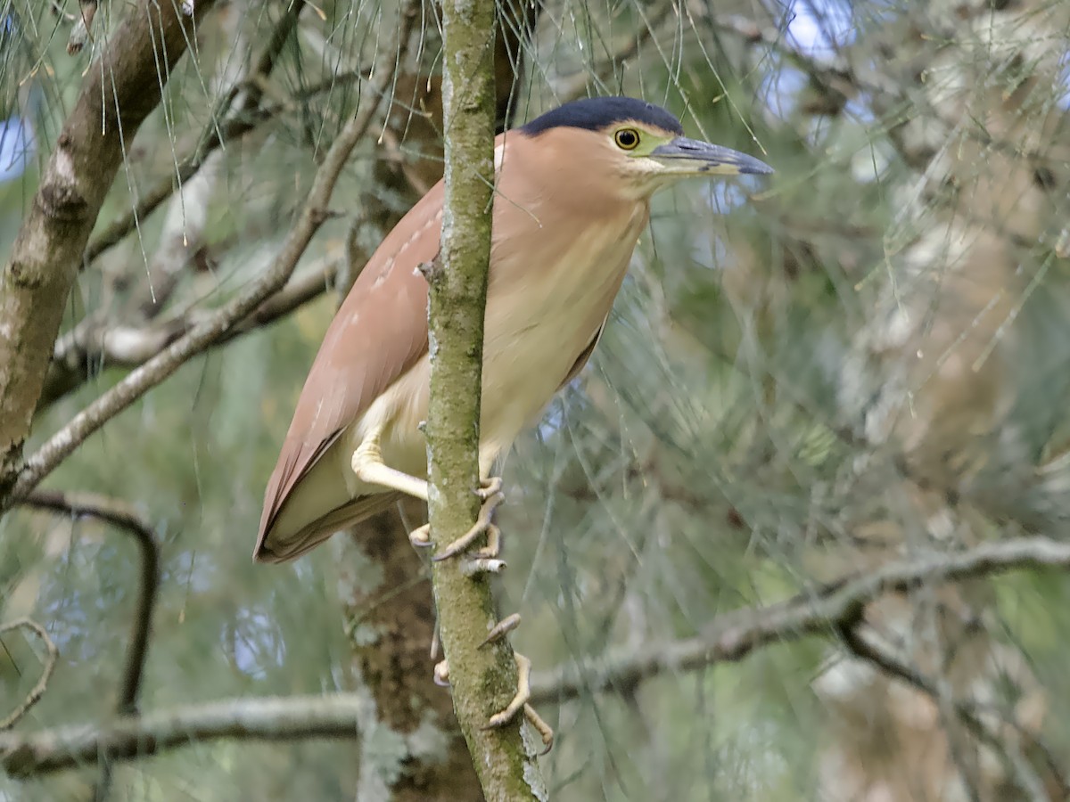 Nankeen Night Heron - ML620205390