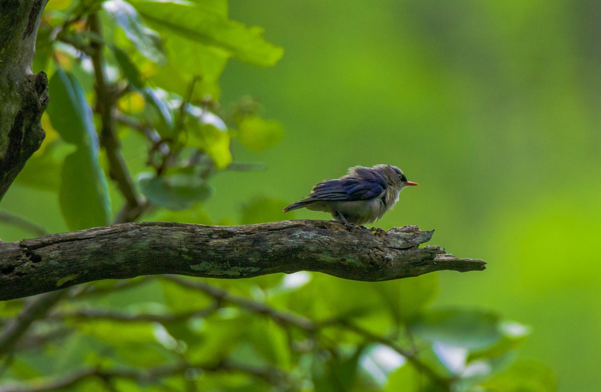 Velvet-fronted Nuthatch - ML620205402
