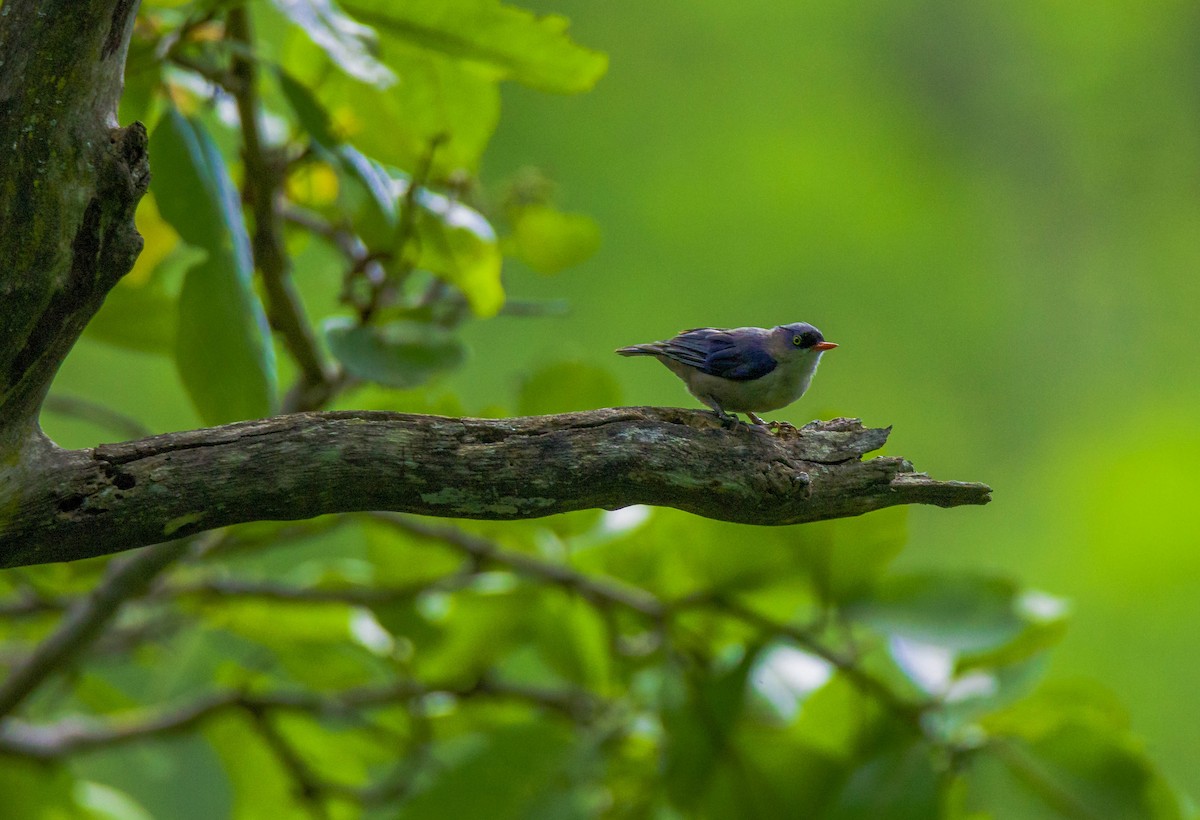 Velvet-fronted Nuthatch - ML620205403