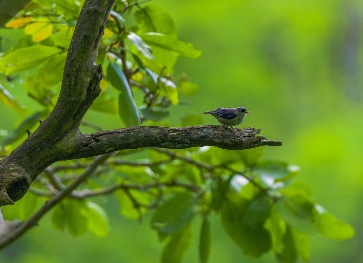 Velvet-fronted Nuthatch - ML620205405