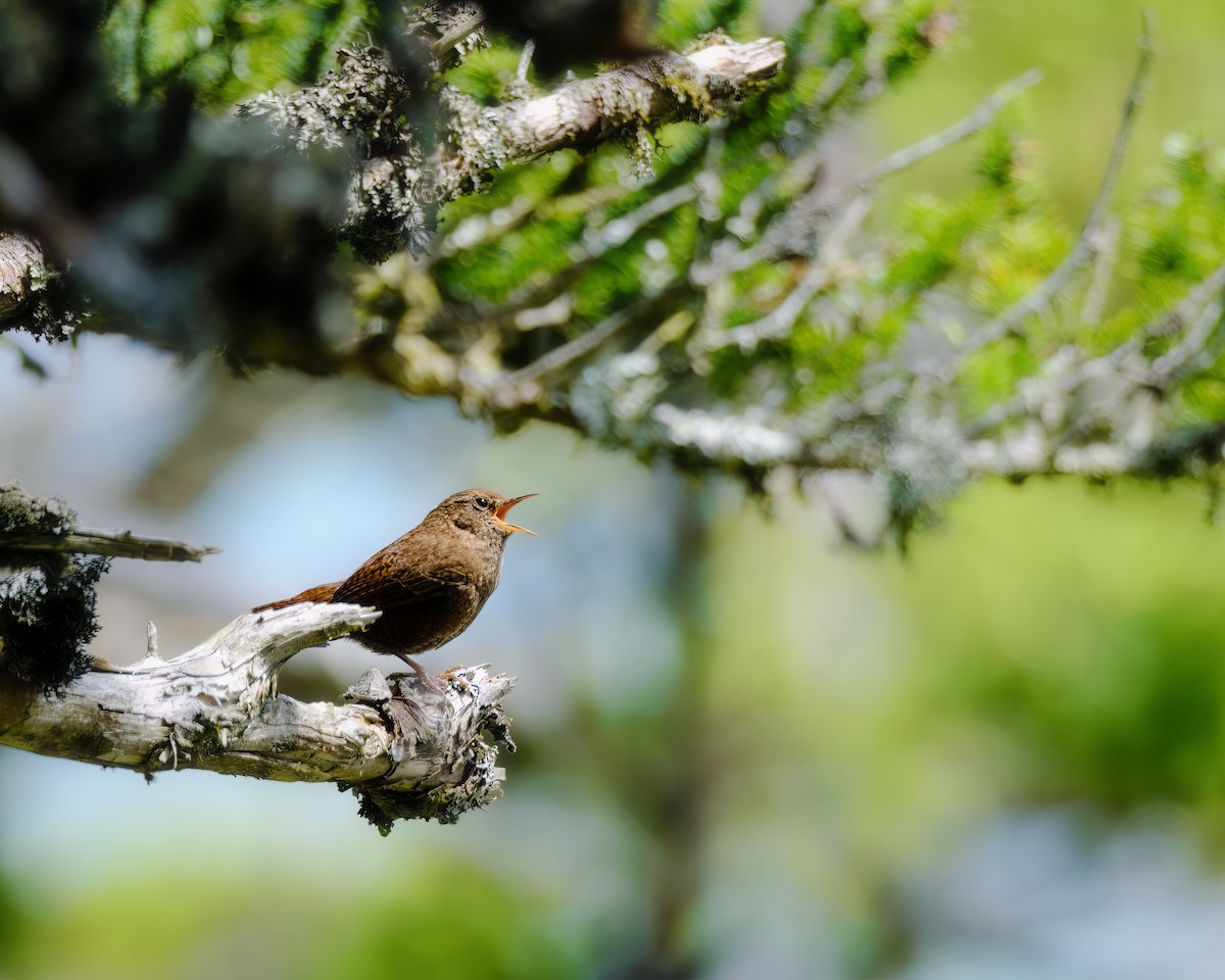 Eurasian Wren - ML620205411