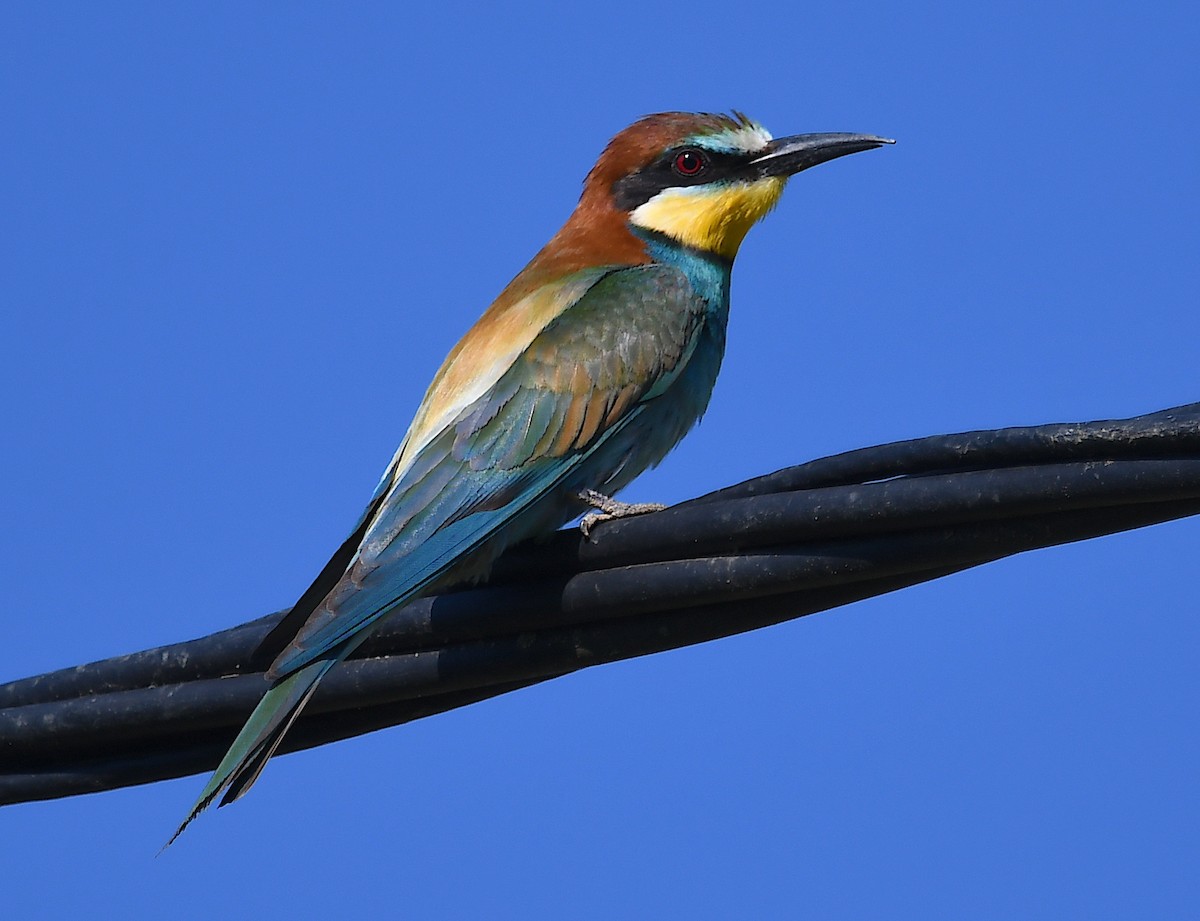 European Bee-eater - ML620205412