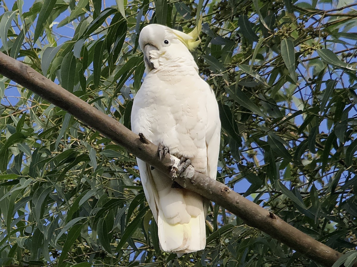 Sulphur-crested Cockatoo - ML620205413