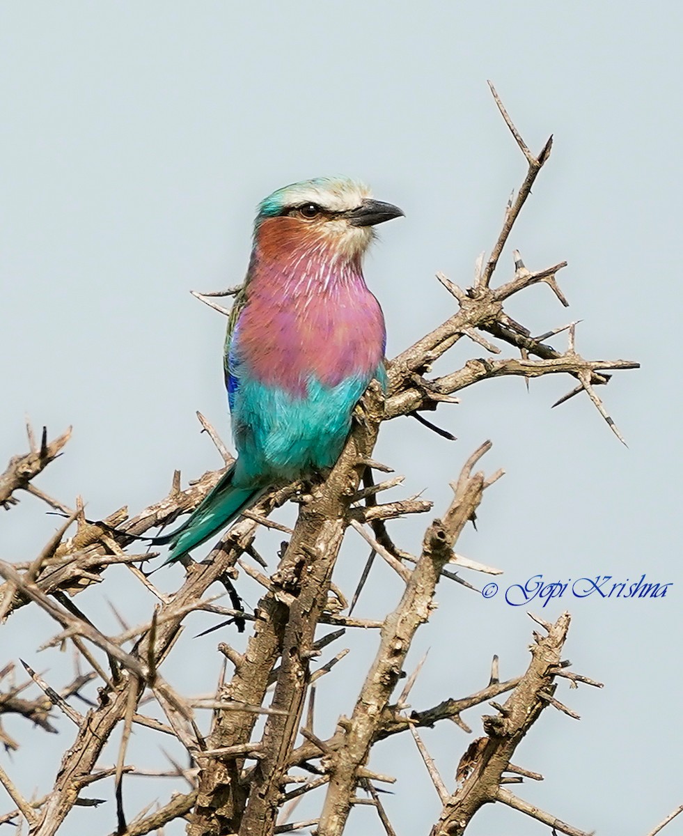 Lilac-breasted Roller - ML620205414