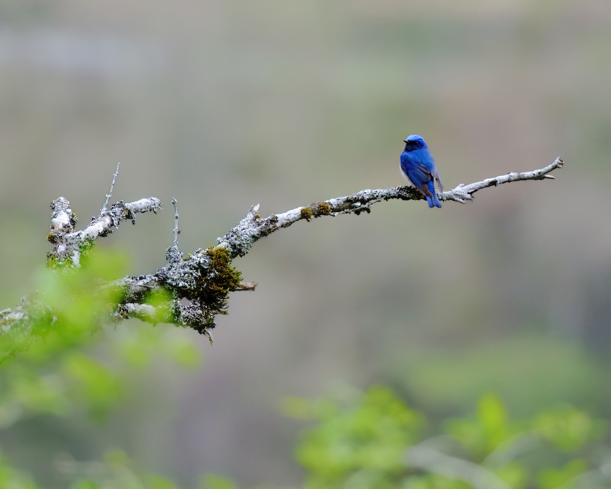 Blue-and-white Flycatcher - ML620205417