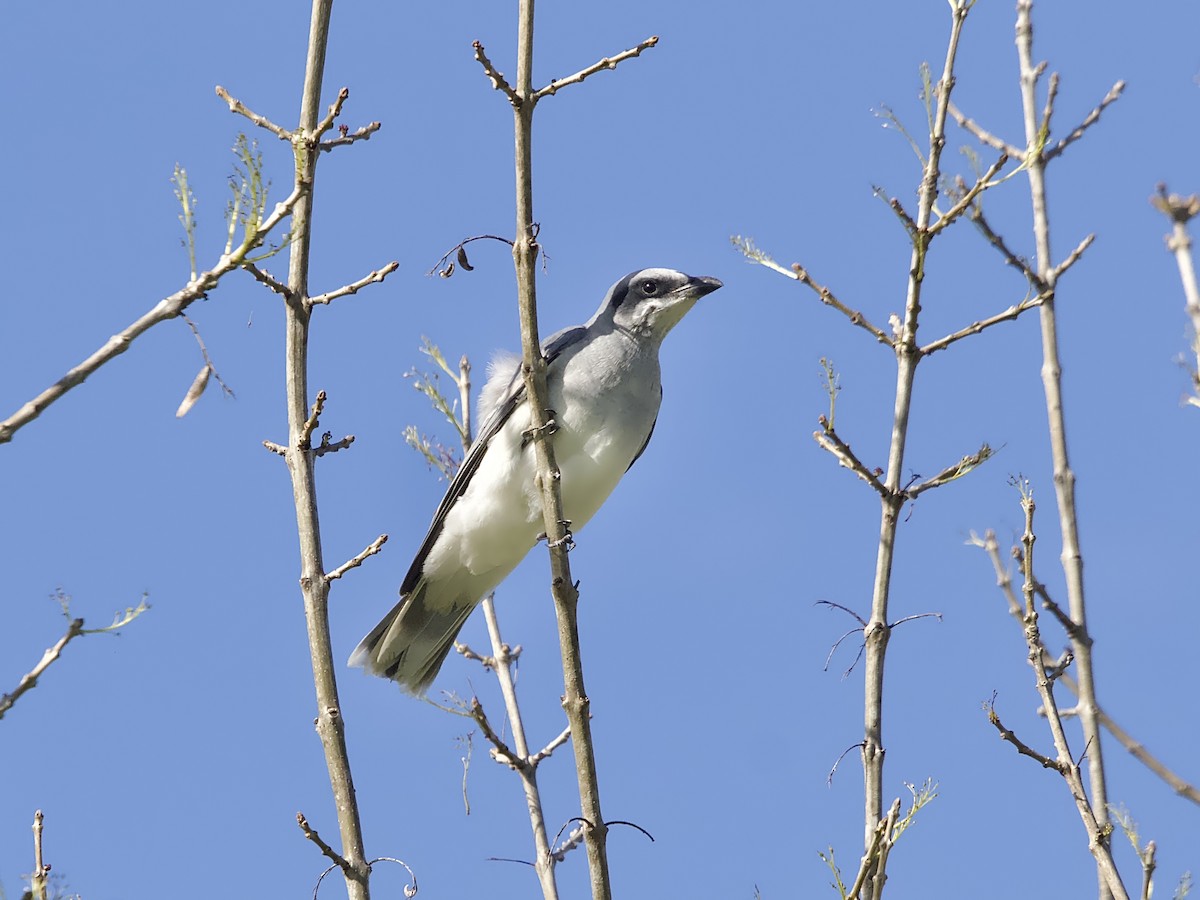 Black-faced Cuckooshrike - Allan Johns