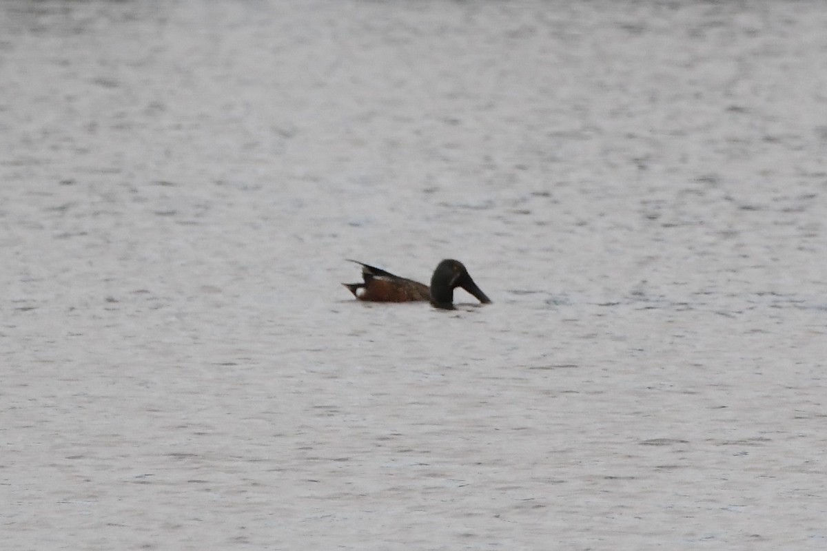 Australasian Shoveler - ML620205420