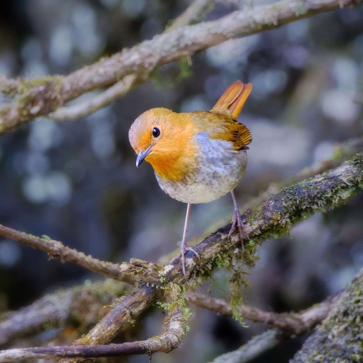 Japanese Robin - ML620205426