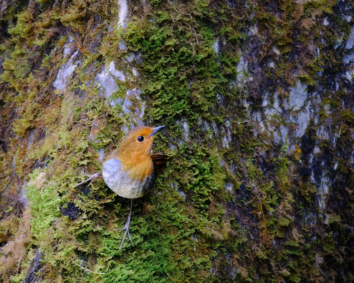 Japanese Robin - ML620205427