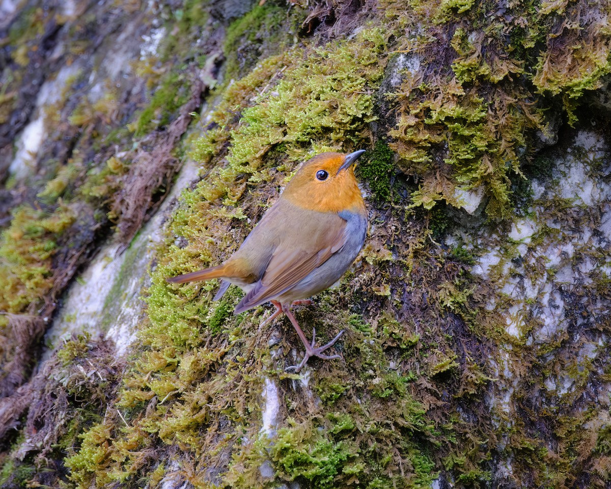 Japanese Robin - ML620205428