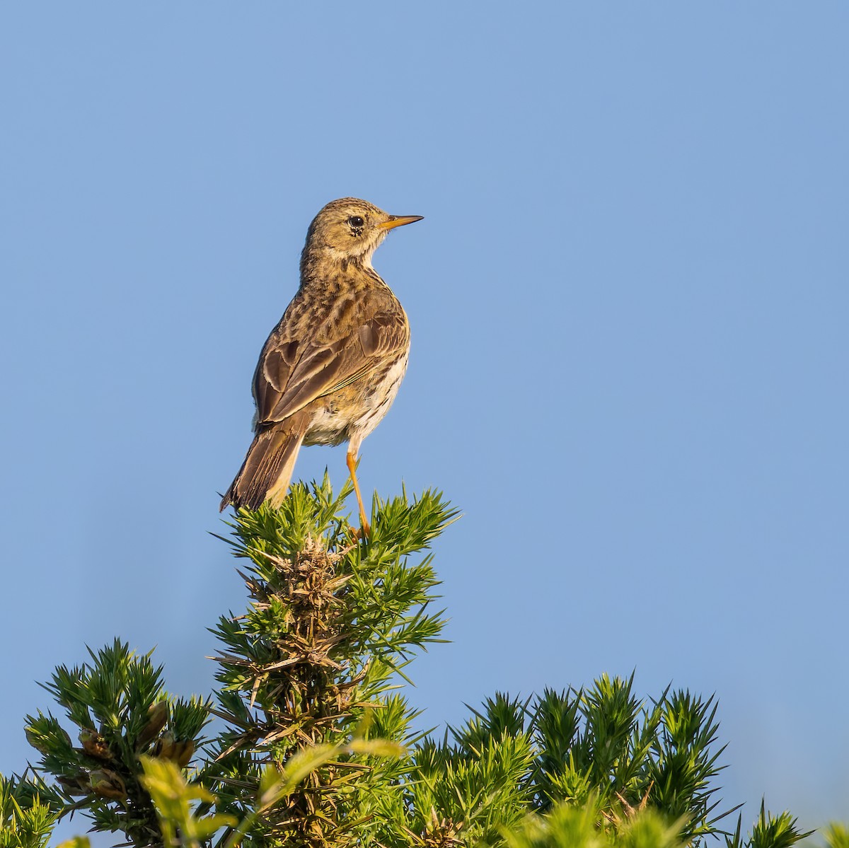 Meadow Pipit - ML620205429