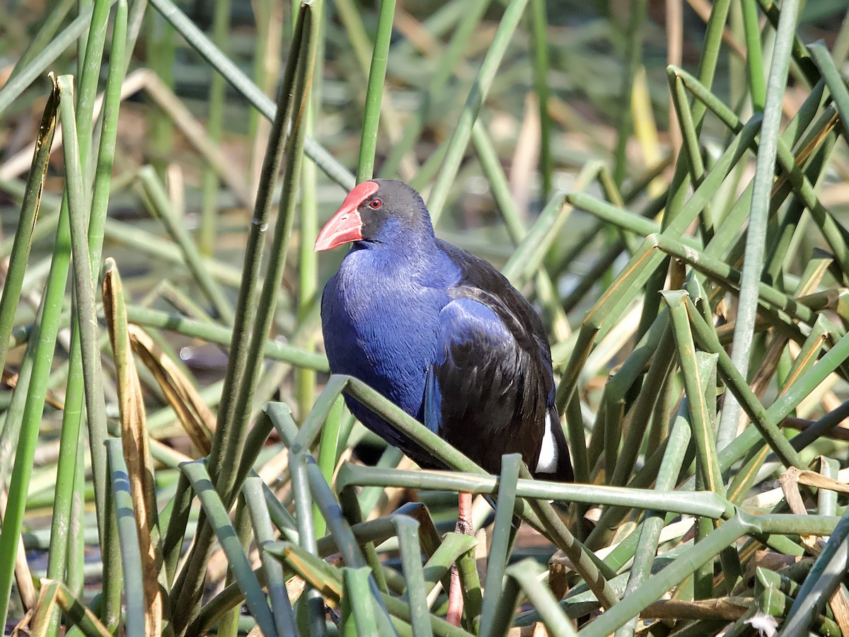 Australasian Swamphen - ML620205430