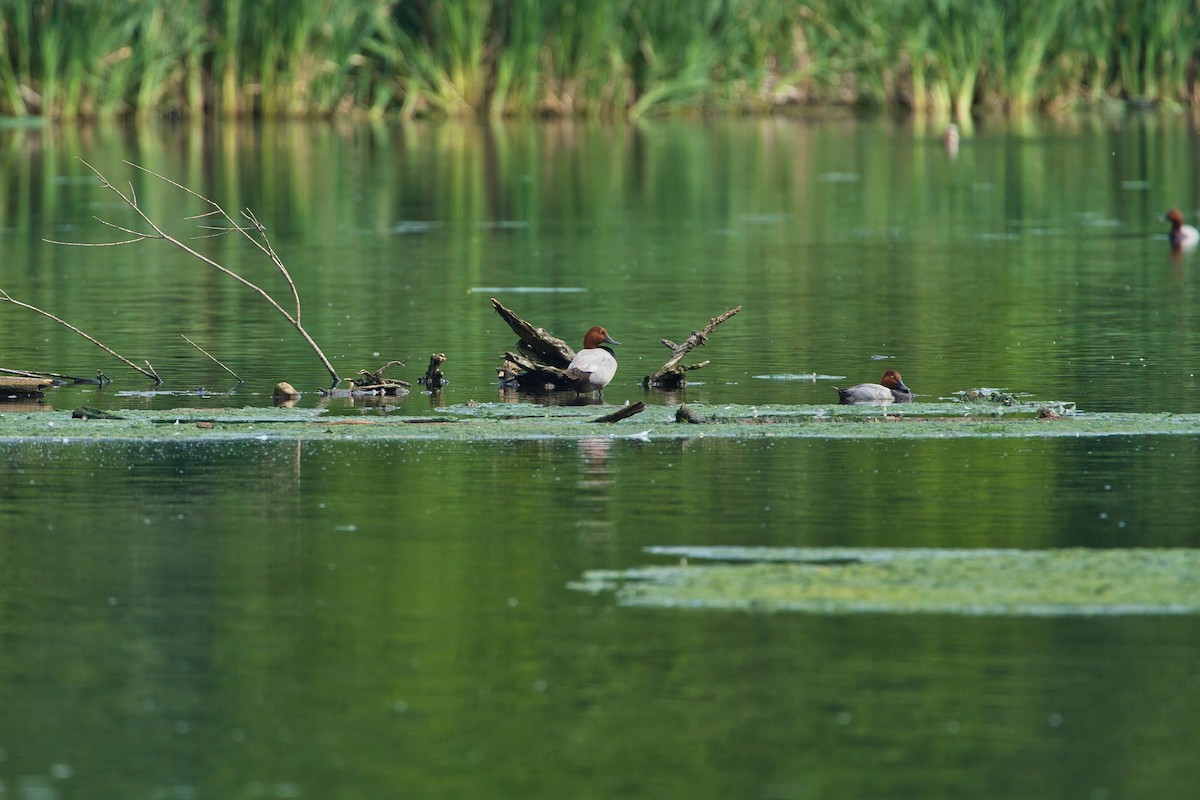 Common Pochard - ML620205444