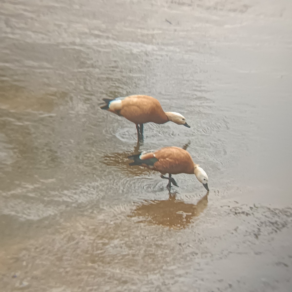 Ruddy Shelduck - ML620205450