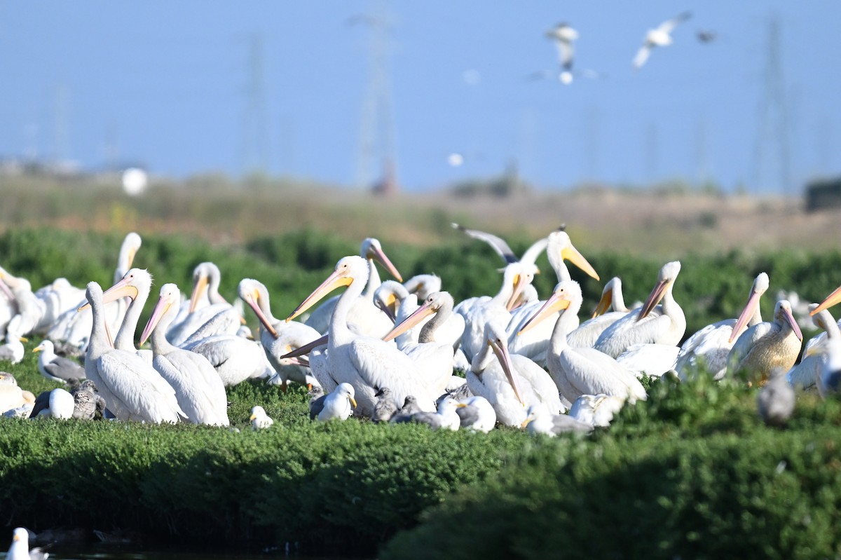 American White Pelican - ML620205453