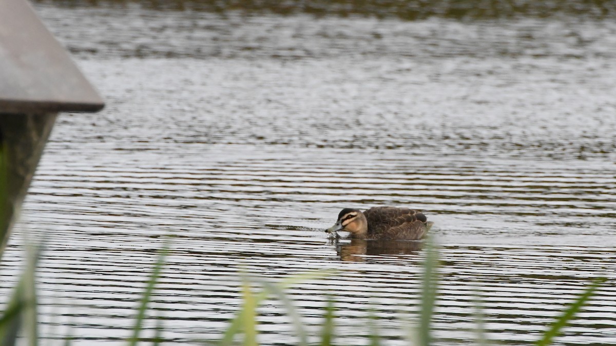 Canard à sourcils - ML620205454