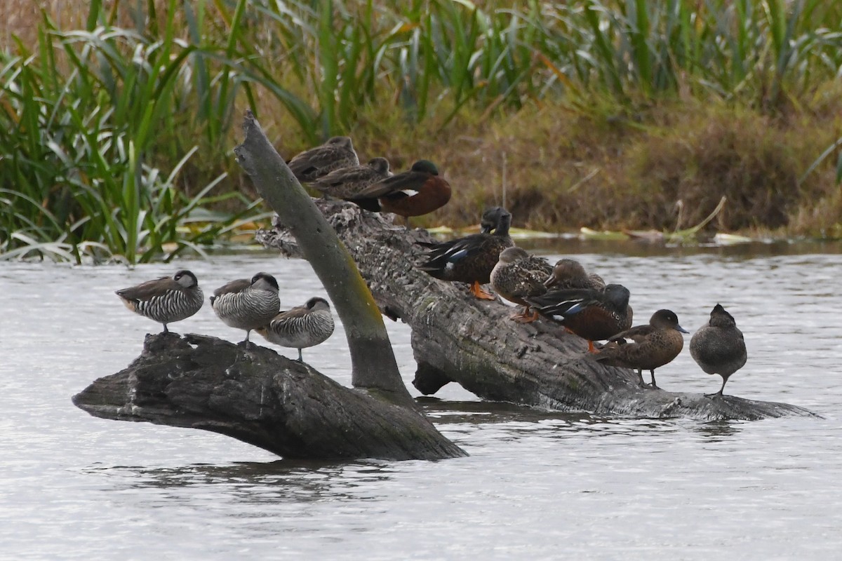 Pink-eared Duck - ML620205474